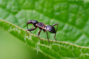Lovčice mravenčí