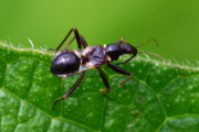 Lovčice mravenčí
