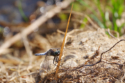 Vážka černořitná (sameček)