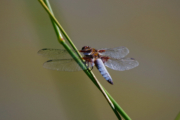 Vážka ploská (sameček)