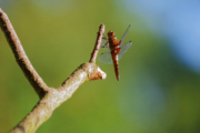 Vážka ploská (samička)