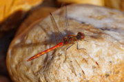 Vážka obecná (sameček)