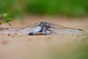Vážka ploská (sameček)