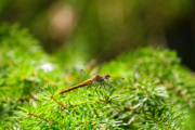 Vážka rudá (samička)