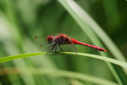 Vážka rudá (sameček)