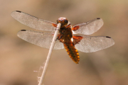 Vážka ploská (samička)