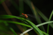 Vážka rudá (samička)