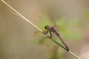 Vážka černořitná (samička)