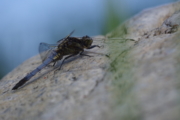 Vážka černořitná (sameček)